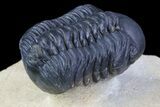 Reedops Trilobite - Atchana, Morocco #71617-4